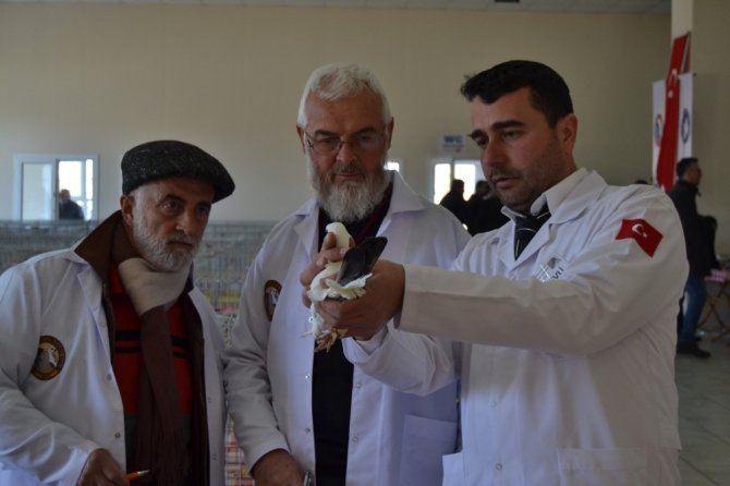 Güvercinler Birinci Olmak İçin Yarıştı