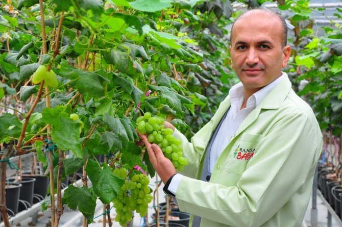 Manisa’da 1453 Çeşit Üzüm