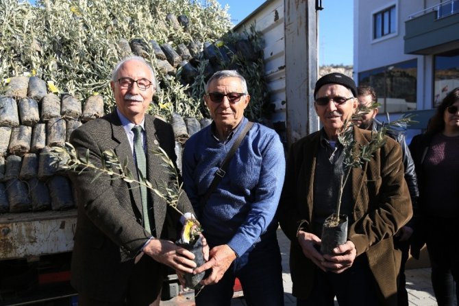 84 Çiftçiye 3 Bin 300 Memecik Zeytini Fidanı Dağıtıldı