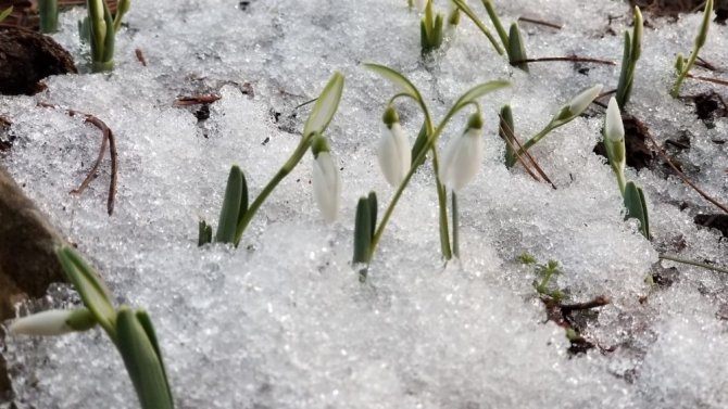 Spil Dağı’nda Kardelenler Açtı, Zarar Veren Yandı