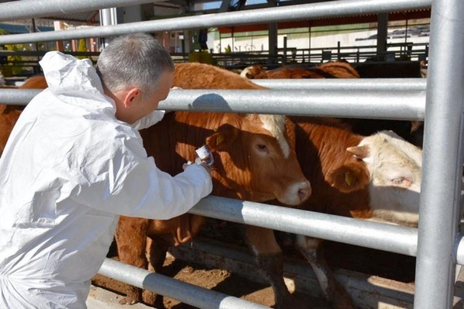 Manisa’da 230 Bin Büyükbaş Şapa Karşı Aşılanacak