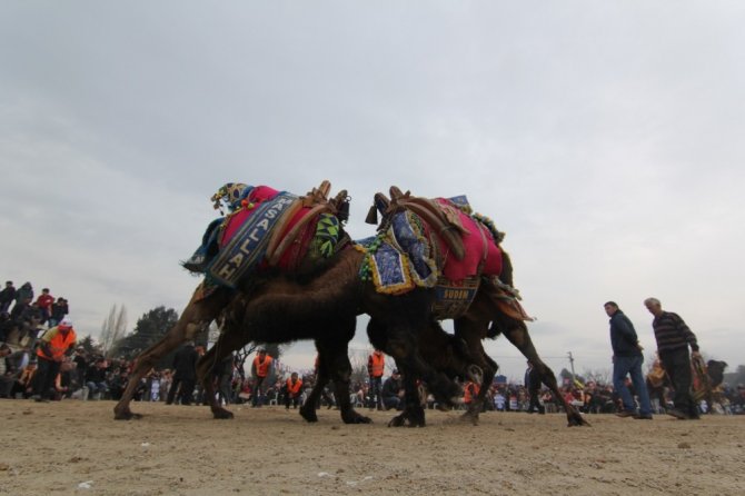Menderes’te Deve Güreşlerine Geri Sayım