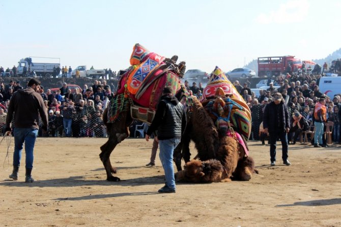 Manisa’da 6. Deve Güreşleri Festivali Renkli Görüntülere Sahne Oldu