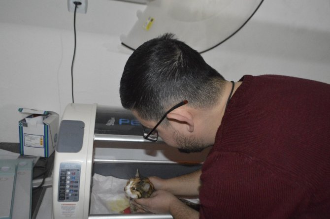 Yürüyemez Haldeki Kedi Tedavi Edildi
