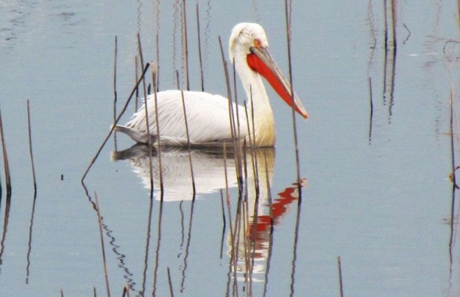 Tepeli Pelikan Tür Eylem Planı Platform Komisyonu İnceleme Yaptı