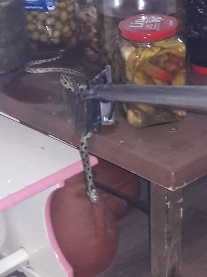 Fethiye’de İtfaiyeden Yılan Yakalama Operasyonu