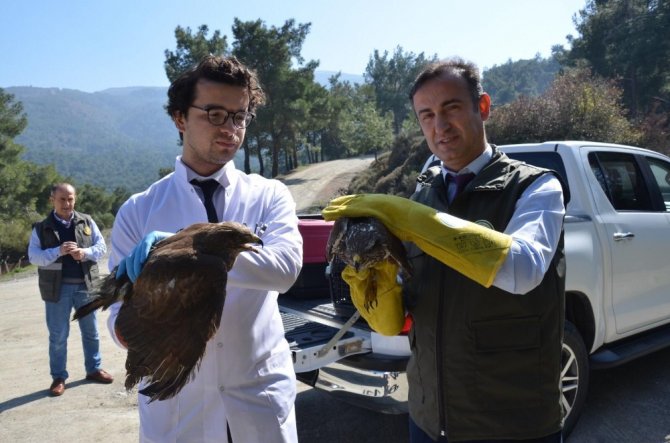 Tedavisi Yapılan Yaralı Şahinler Doğaya Salındı