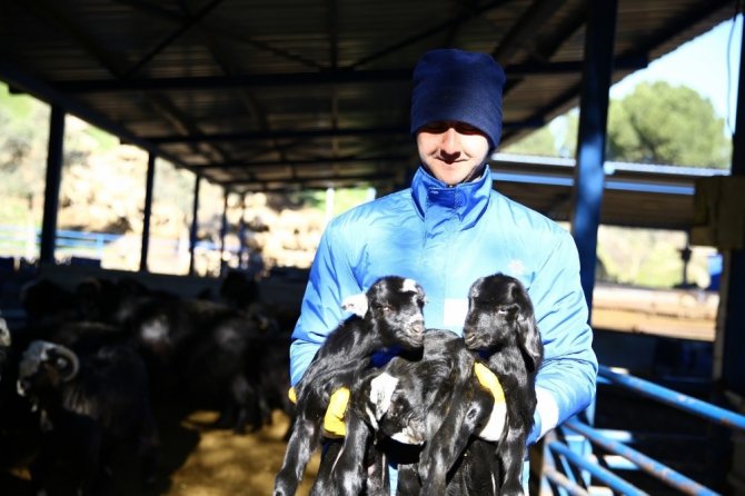 Büyükşehir’den Yerel Hayvancılığa Destek Sürüyor