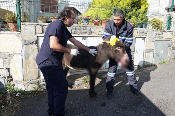 Yaralı Eşek İçin Seferber Oldular