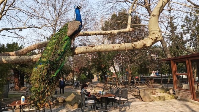 Mahalleyi Tavus Kuşları Sardı