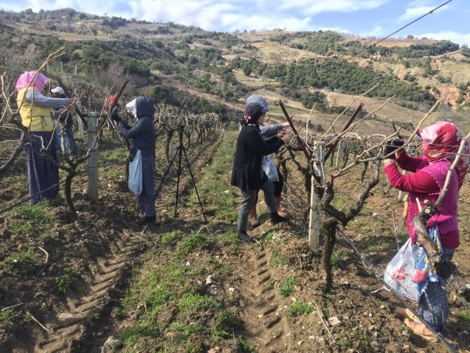 Kadınlar Günü’nde Bağda İp Bağlayıp Budama Yaptılar