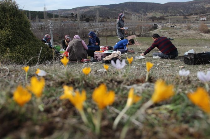 Kütahya’da Çiğdemler Çiçek Açtı