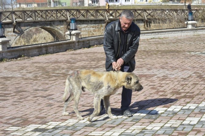 Sokak Köpeği Bakımevine Teslim Edildi