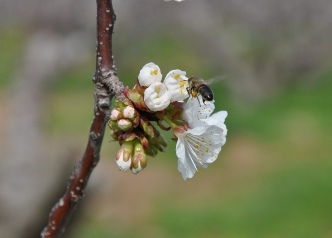Kuzey Yarım Kürenin İlk Kirazları Çiçek Açtı