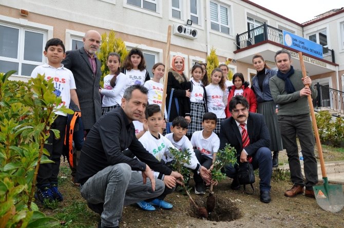 Çeşmeli Öğrenciler Sakız Ağacı Dikti