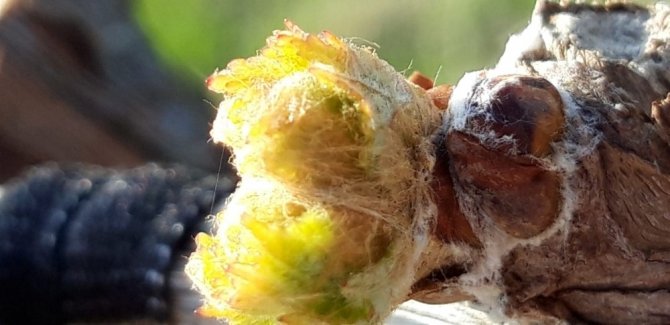 Üzümün Başkentinde Bağlar Göz Verdi