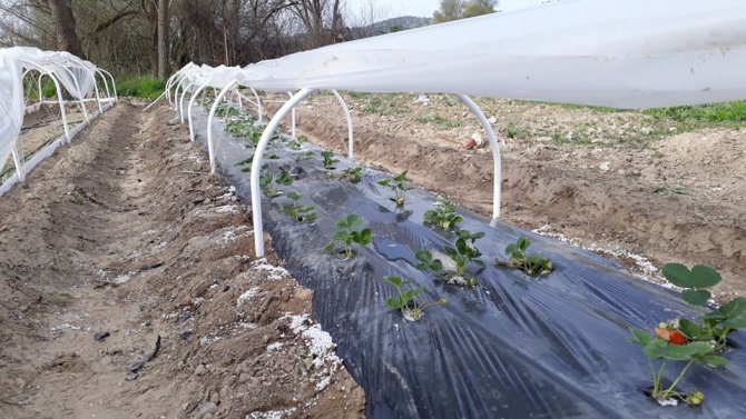 ’’Bitki Zararları İle Mücadele’’ Kursiyerleri Belgelerini Adreslerinde Aldı