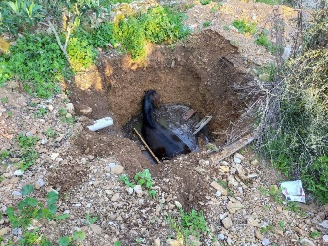 Kuyuya Bakan Vatandaşlar Gördükleri Manzara Karşısında Şok Oldu