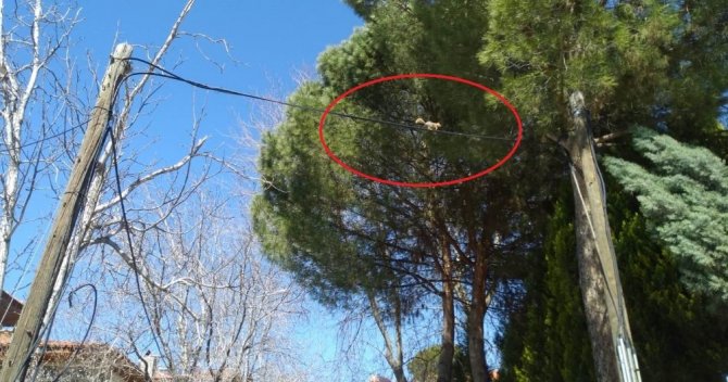 Selendi’de Sokaklar Sincaplara Kaldı