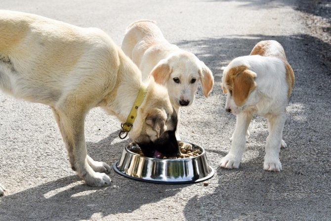 Aliağa’da Sokak Hayvanları Unutulmadı, Vatandaşlar Bilgilendirildi