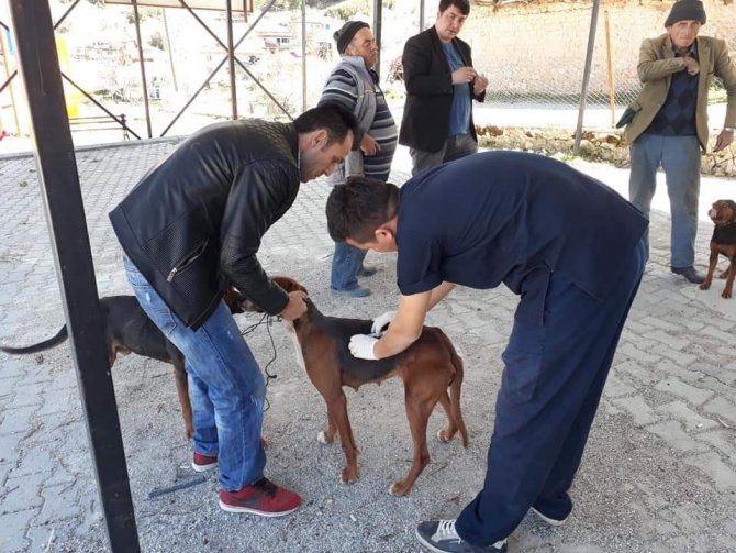 Çal’da Bin 250 Hayvana Aşı Yapıldı