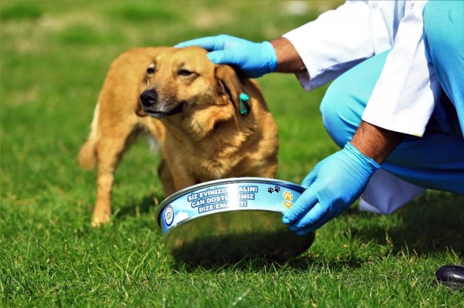 Büyükşehir’den Can Dostlara Mama Ve Su Takviyesi