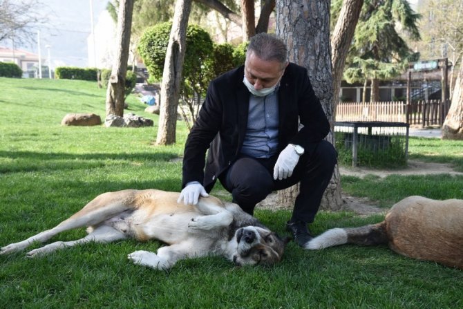 Büyükşehir Sokak Hayvanlarını Unutmuyor