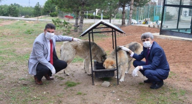 Dpü Kampüsündeki Hayvanlara Mama Verildi