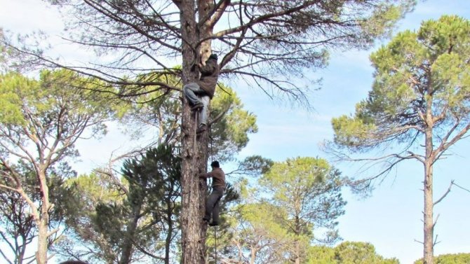 Ölüm Riskiyle İç İçe Yaşayan Kozalak Emekçilerine Teknik Destek Verilmeli