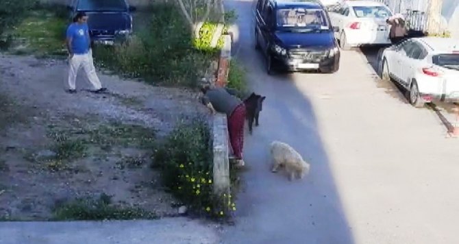 Domuzlar Gündüz Vakti Sokağa İnmeye Başladı