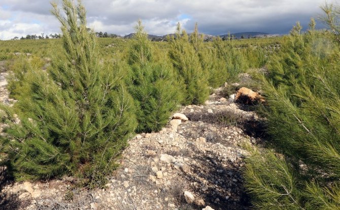 Muğla Orman Bölge Müdürlüğü; “Çalışmalar Hukuka Uygun”