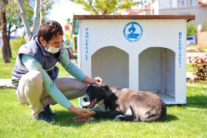 Pamukkale Belediyesi Sokağa Çıkma Yasağında Sahipsiz Hayvanları Unutmadı