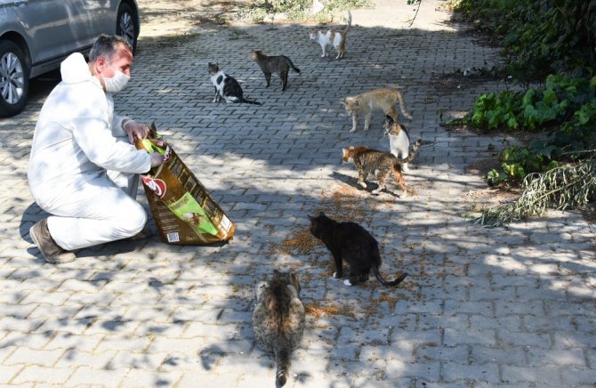 Aliağa Belediyesi, Sokak Hayvanları İçin Mama Dağıtıyor