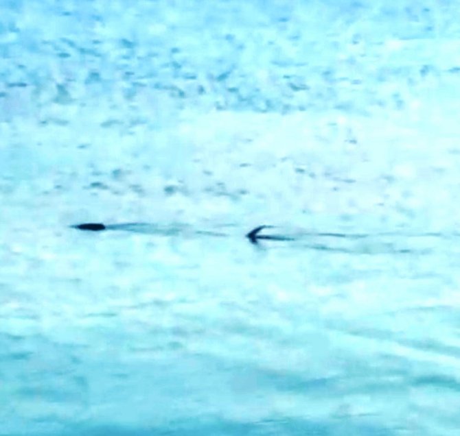 Köpek Balığı Zannettiler, Zargana Azmanı Çıktı