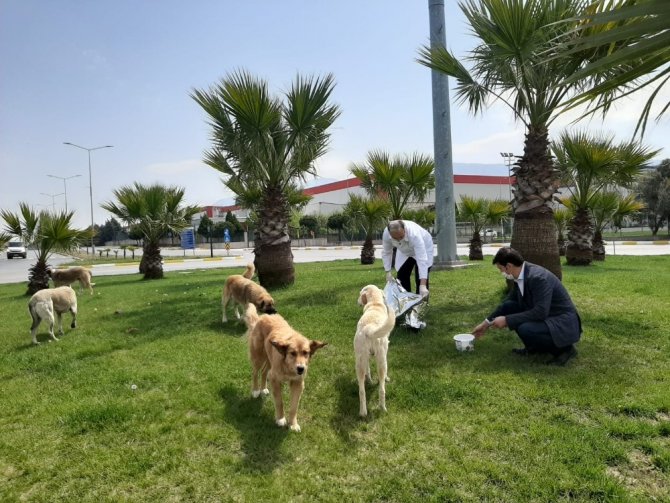 Sokak Hayvanlarına Şefkat Eli