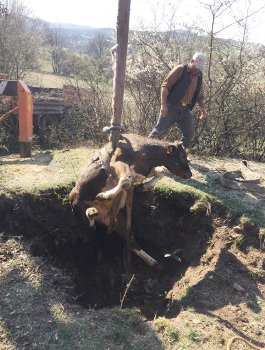 Define Çukuruna Düşen İnek Kurtarıldı