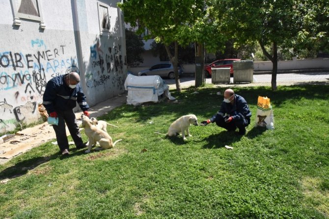Yunusemre Sokak Hayvanlarını Unutmuyor