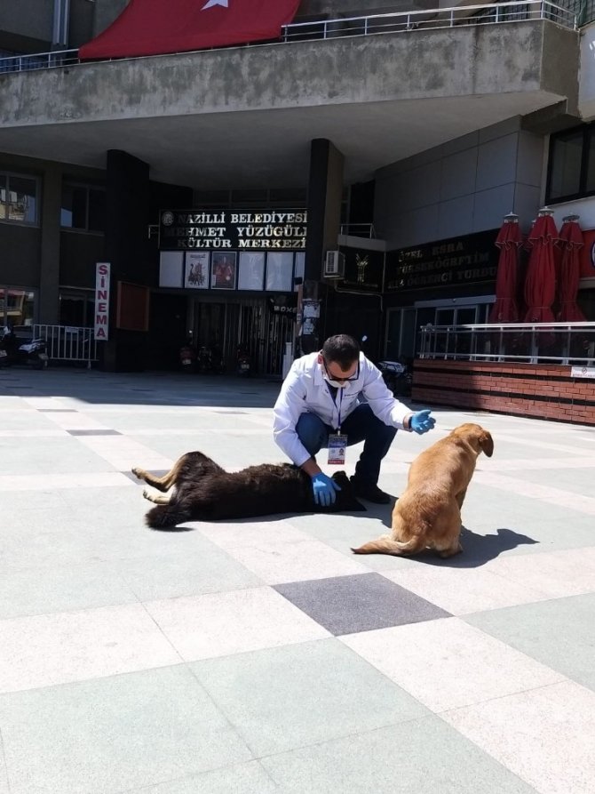 Aydın’da Sokak Hayvanları Yalnız Bırakılmadı