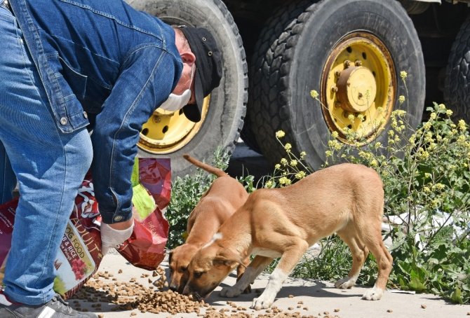 Aliağa’da Sokak Hayvanları Unutulmadı