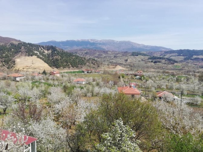 Bin 100 Ton Vişne Rekoltesi Bekleniyor