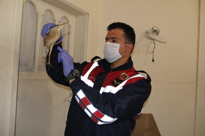 Nesli Tükenen Balaban Kuşunu Jandarmanın Dikkati Kurtardı