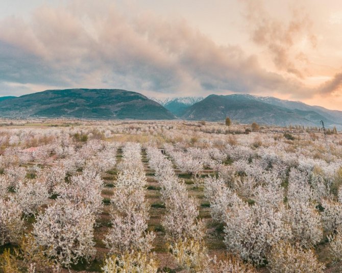 Afyonkarahisar Sultandağı’nda Kiraz Bahçeleri Göz Kamaştırdı
