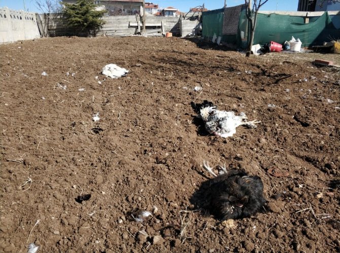 Kümesine Dadanan Sansar 20 Tavuğunu Telef Etti