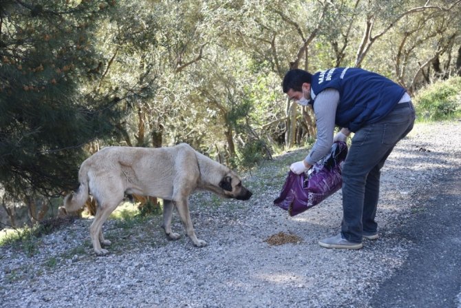 Sokak Hayvanlarına Mama Desteği Sürüyor