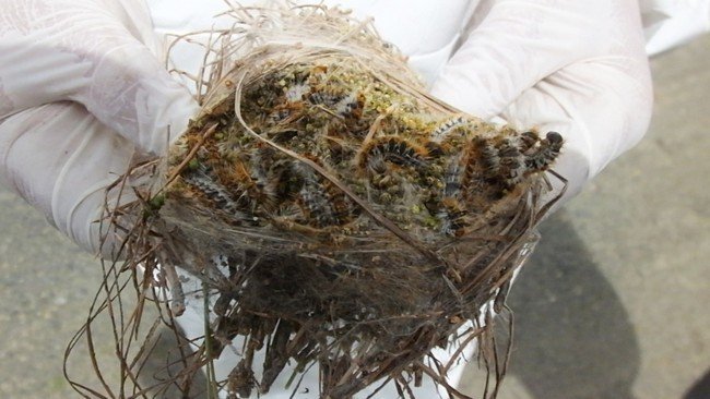 İzmir’de 2 Bin 345 Adet Terminatör Böcek Ormana Bırakıldı