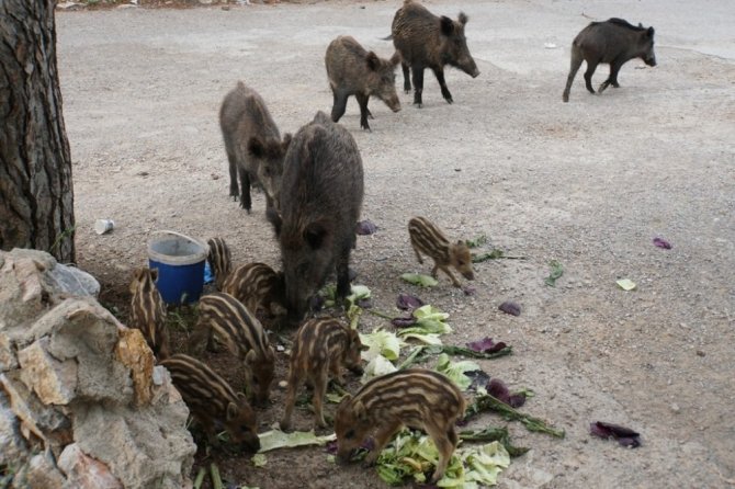 Bodrum’a Sessizlik Çökünce Yaban Domuzları Şehre İndi
