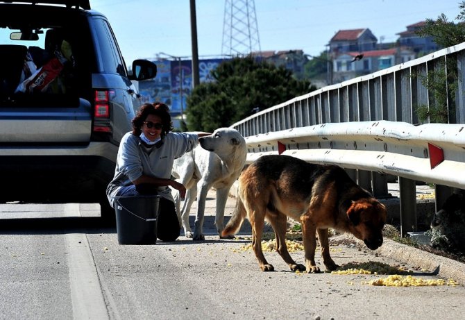 Çeşme’deki Sokak Hayvanları Kısıtlama Günlerinde Aç Kalmıyor