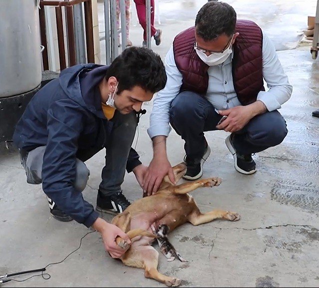 Sahipsiz Kalan Kedi Yavrusunu Köpek Emziriyor
