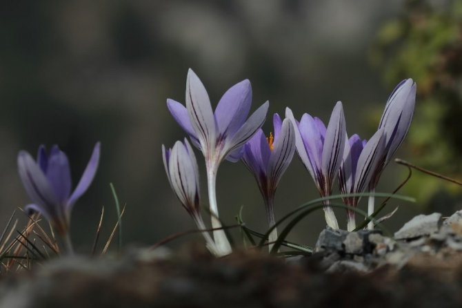 Yeni Bir Endemik Tür Keşfedildi: "Karacaoğlan Çiğdemi"