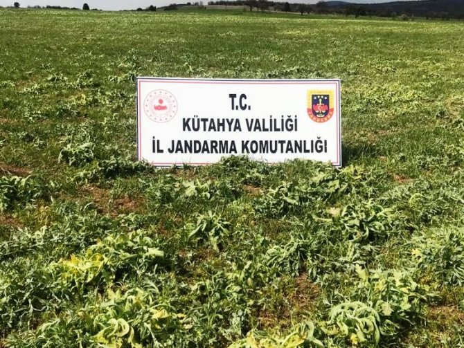 Kütahya’da 53 Bin 400 Kök Kaçak Ekilmiş Haşhaş Bitkisi Ele Geçirildi
